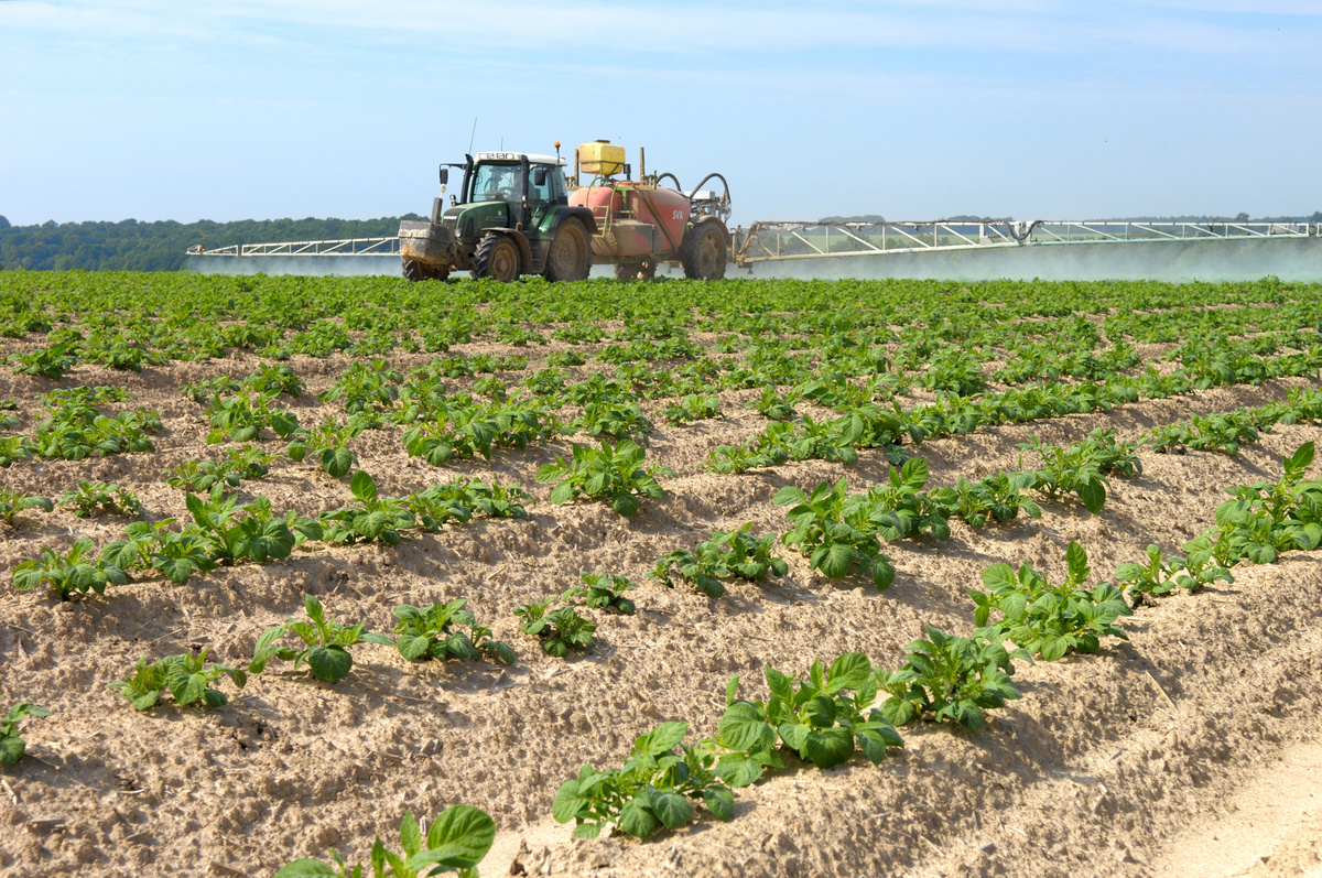 Un tracteur en train de traiter dans un champ de pomme de terre - Illustration Les filières sur leur faim avec les cinq clauses de sauvegarde