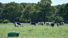 Des vaches Prim'Holstein au pâturage dans un champ avec des arbres en arrière plan