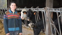 Une femme devant des vaches au cornadis dans un bâtiment d'élevage bovin