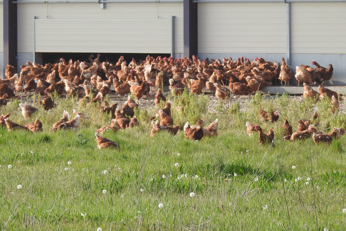 Des poules plein air - Illustration Œufs, un atout stratégique breton