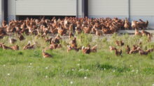 Des poules plein air