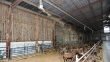 Système de paillage par soufflerie dans un bâtiment d'élevage de chèvres