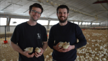 Deux hommes souriants dans un bâtiment d'élevage de volailles avec de poussins dans les mains