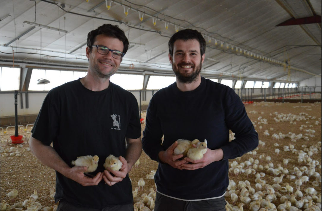 Deux hommes souriants dans un bâtiment d'élevage de volailles avec de poussins dans les mains - Illustration Un groupement qui soutient la filière volaille de chair