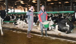 Deux hommes devant des vaches dans des logettes