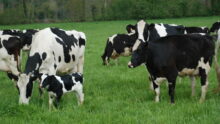 Des vaches en patûre dont une avec son veau
