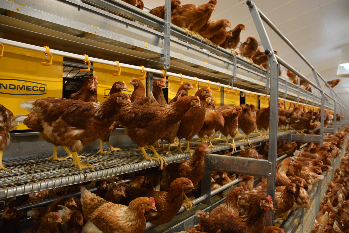 Des poules dans un bâtiment d'élevage de volailles - Illustration La vaccination des canards porte ses fruits