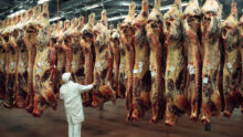 Un homme dans un abattoir avec des carcasses suspendues
