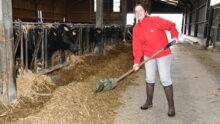 une femme dans une stabulation pousse le fourrage avec un outil vers les vaches au cornadis