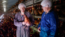 Deux hommes en côte et charlotte sur la tête, dont un avec une poule dans les bras, dans un bâtiment de poules pondeuses
