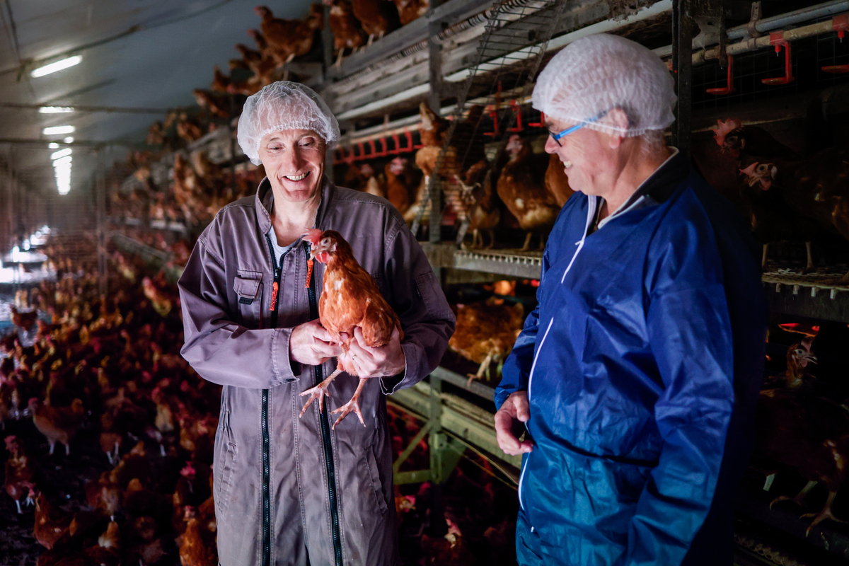 Deux hommes en côte et charlotte sur la tête, dont un avec une poule dans les bras, dans un bâtiment de poules pondeuses - Illustration La filière française s’adapte au succès de l’œuf