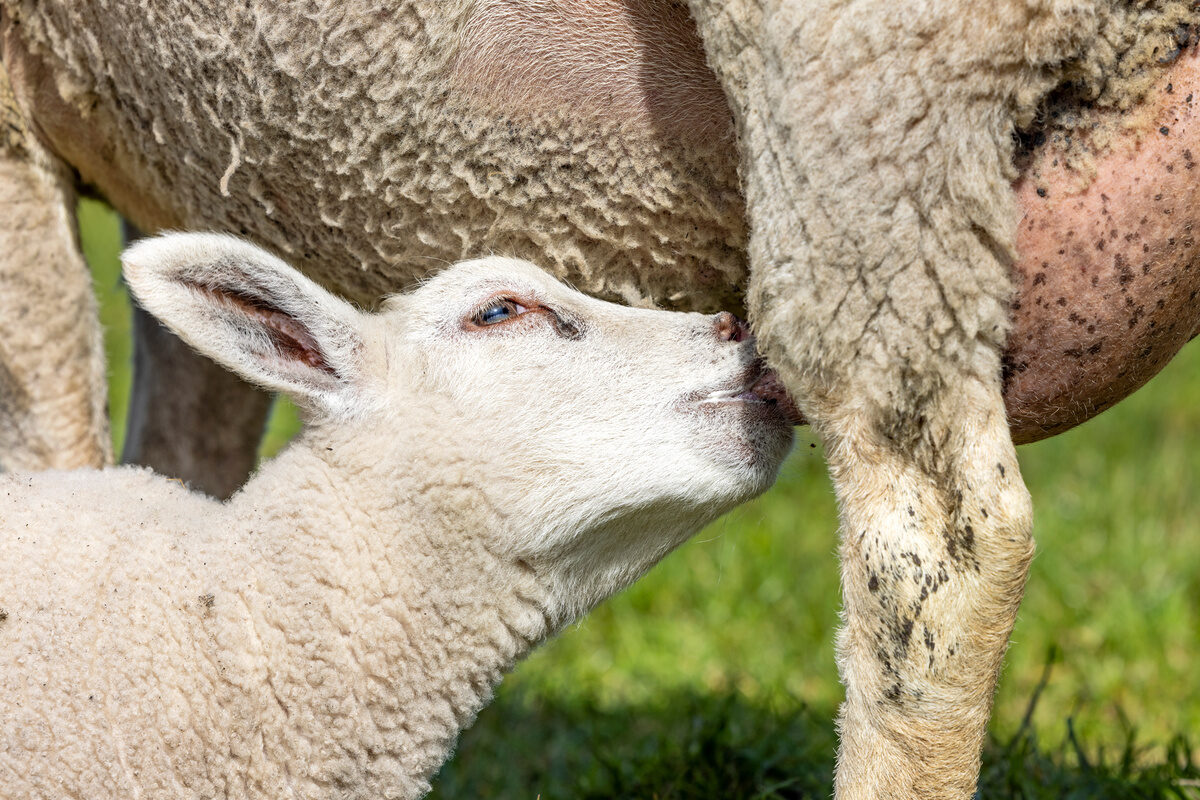 Un agneau boit du lait en têtant sous sa mère - Illustration Les mammites, première cause de réforme