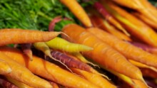 botte de carottes