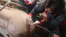 Une femmes fait des prélèvements sur la queue d'un porc dans un élevage