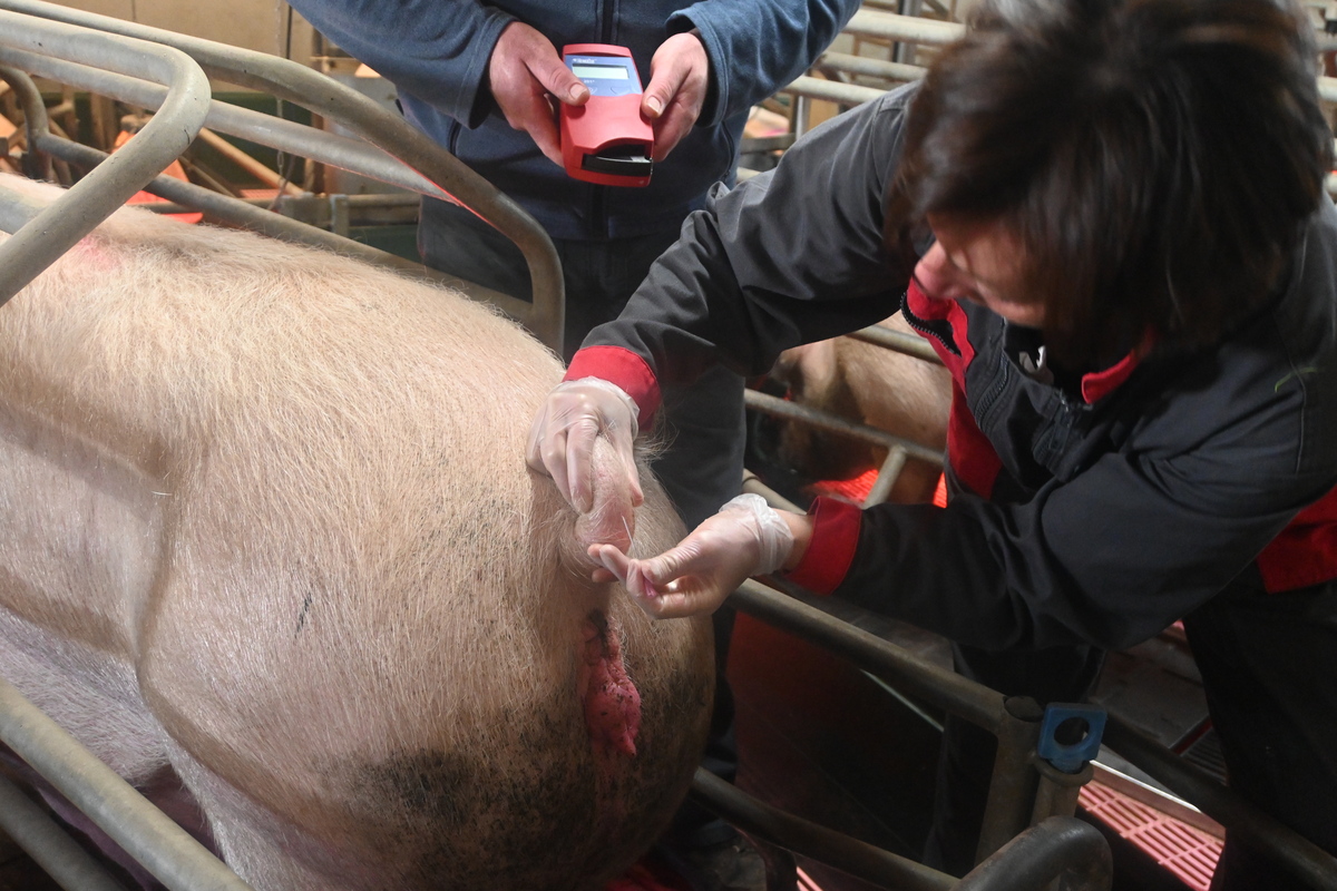 Une femmes fait des prélèvements sur la queue d'un porc dans un élevage - Illustration Cheptel truies : optimisation de la productivité par la gestion de l’anémie
