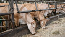 Des vaches blondes d'Aquitaine dans une stabulation