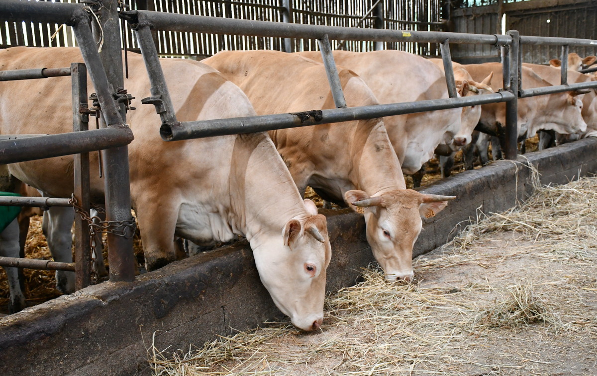 Des vaches blondes d'Aquitaine dans une stabulation - Illustration L’association Blonde de Bretagne en assemblée