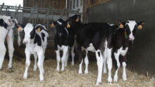 Une groupe de génisses de race Prim'Holstein sur une litière paillée
