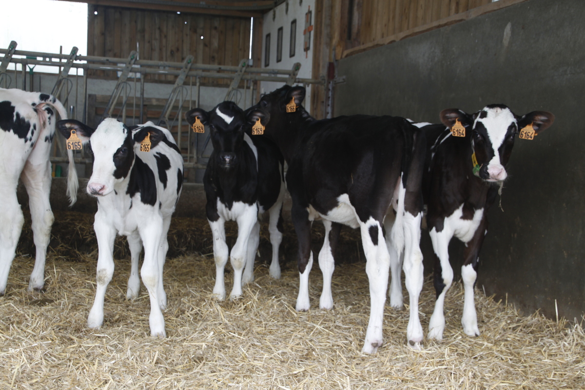 Une groupe de génisses de race Prim'Holstein sur une litière paillée - Illustration Personnaliser les index à l’élevage