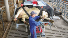 intervenant sur une vache sur une table de parage