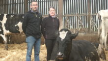 Un homme et une femme dans un bâtiment d'élevage bovin avec des vaches sur paille autour dont une couchée devant eux