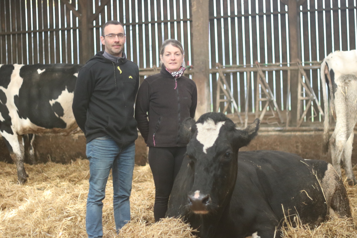 Un homme et une femme dans un bâtiment d'élevage bovin avec des vaches sur paille autour dont une couchée devant eux - Illustration Génétique et croissance des génisses pour  un troupeau performant