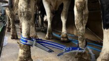 Une sangle reliant les deux pattes postérieures d'une vache laitière