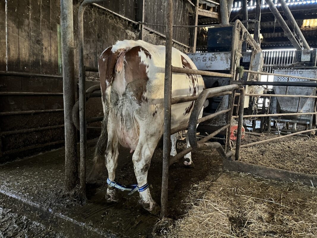 Sur l’élevage Feuillet, à Saint-Brice-de-Landelles (50), une sangle est posée dès qu’une vache est fragile sur ses pattes. L'équipement n'empêche pas la vache d'évoluer sereinement dans son environnement, comme par exemple gravie une marche pour accéder au Dac. 