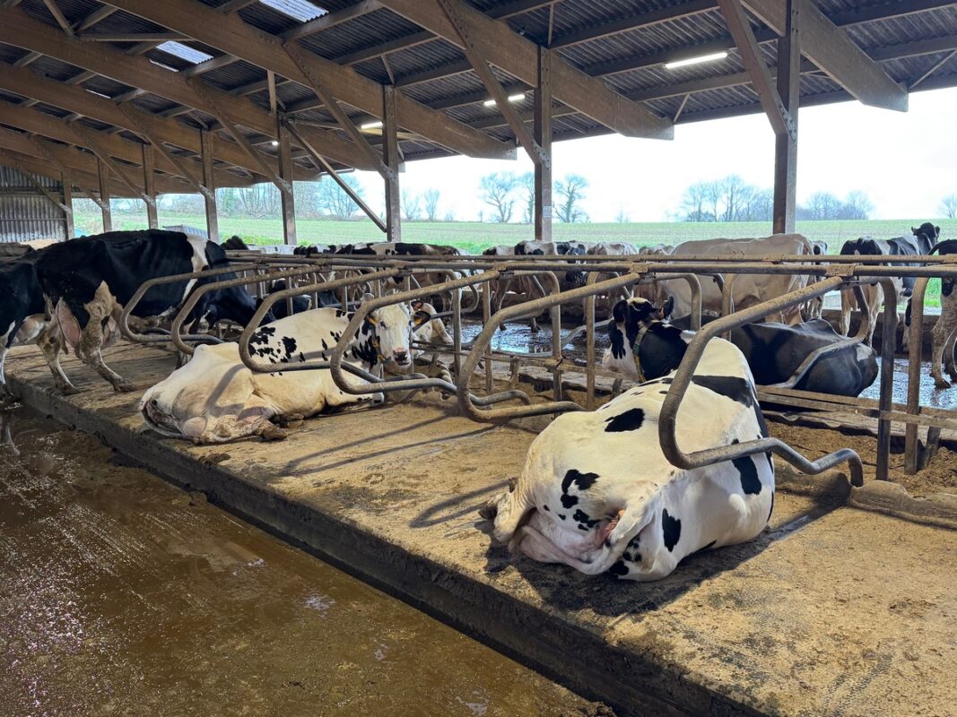 Des vaches de race Holstein couchées dans des logettes équipées de tapis couvert de farine de miscanthus