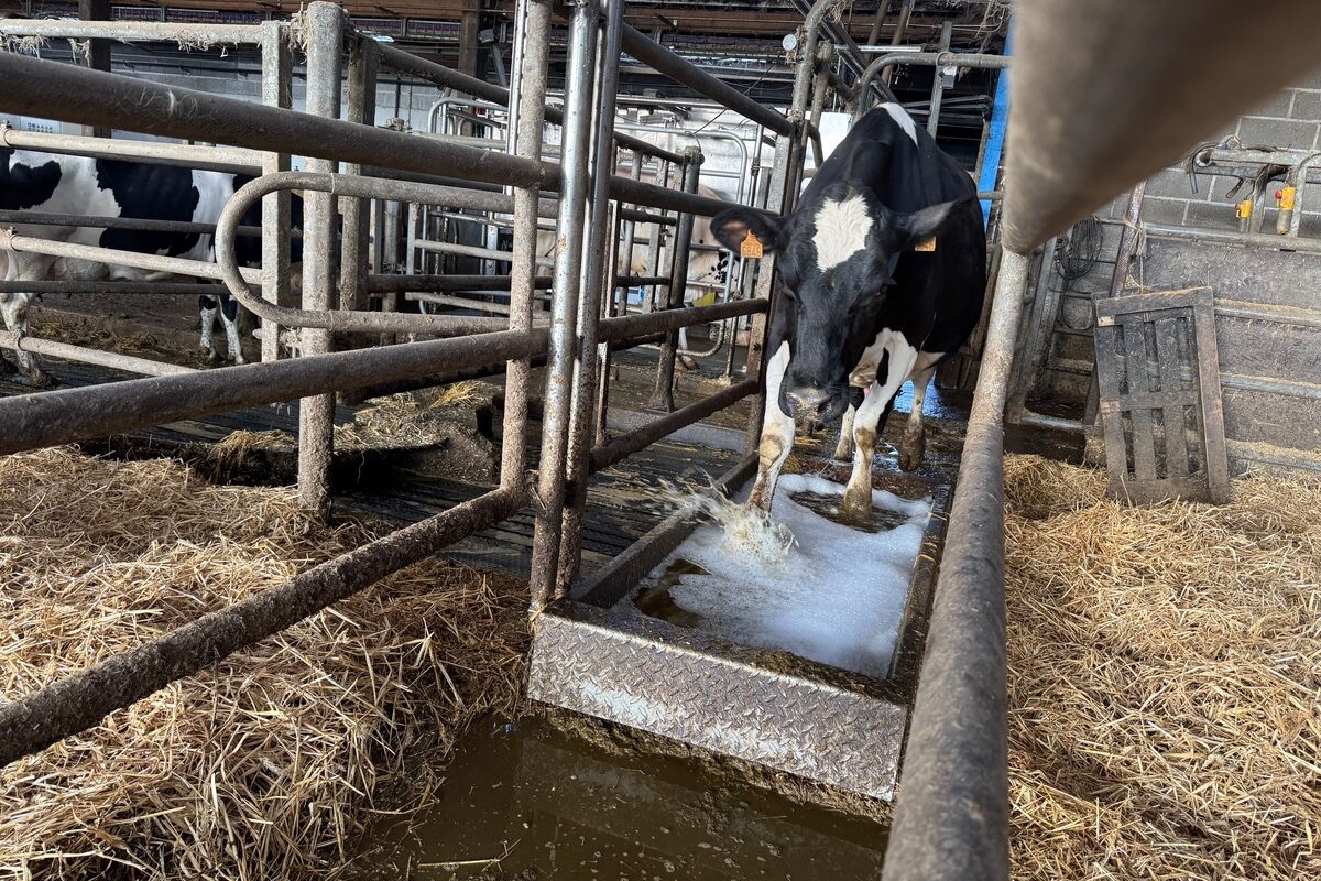 Une vache de race Holstein passe dans un pédiluve.  - Illustration Un pédiluve automatique fabriqué dans les Côtes-d’Armor