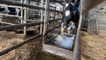 Une vache de race Holstein passe dans un pédiluve.