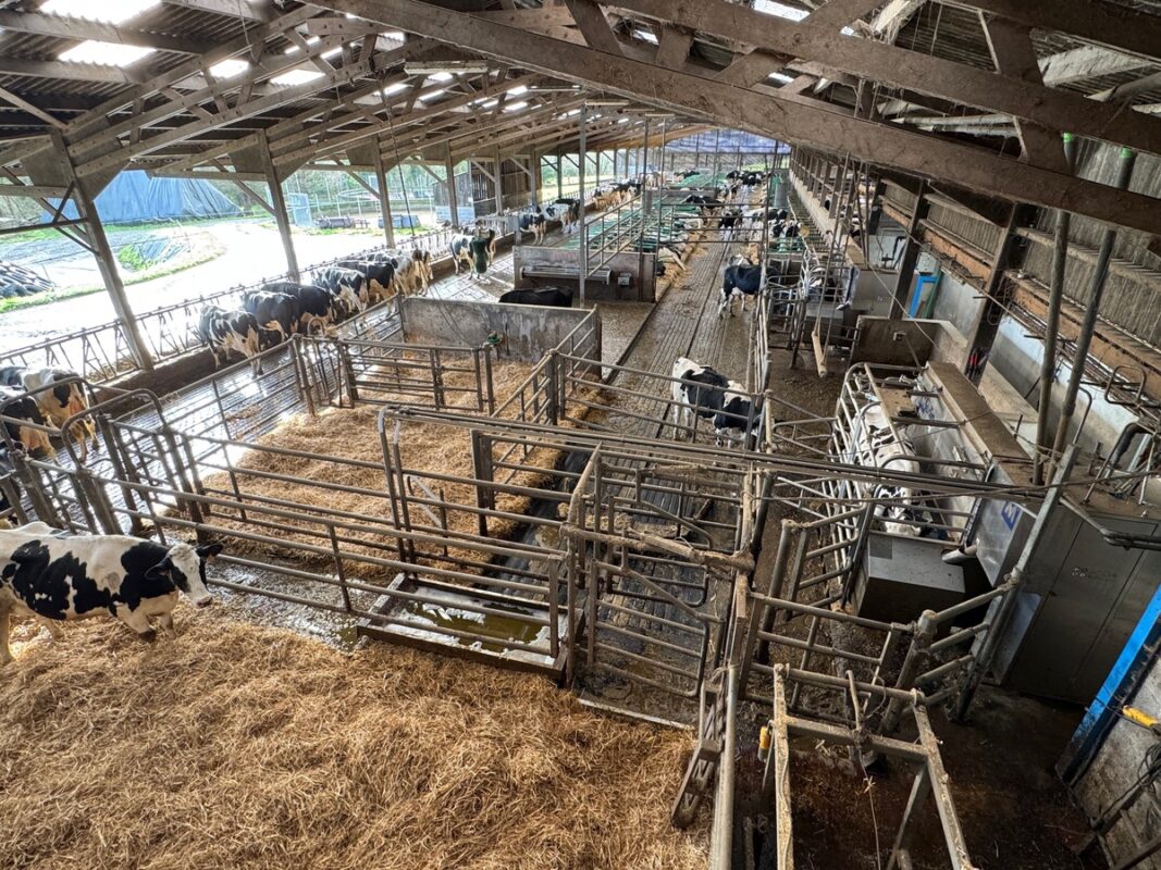 Dans la stabulation, les robots de traite sont programmés pour dévier les vaches vers le pédiluve les jours de traitement. 