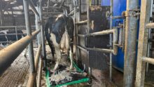 Une vache de race Holstein passe sur un tapis moussant pour le traitement des onglons.