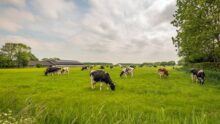 vaches dans un champ