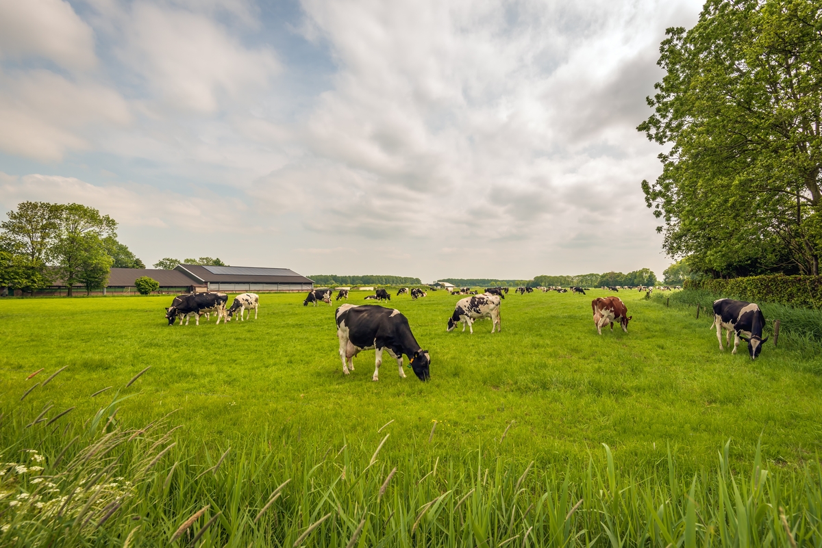 vaches dans un champ - Illustration Modalités 2026 pour désigner l&rsquo;Interlocuteur Agréé 