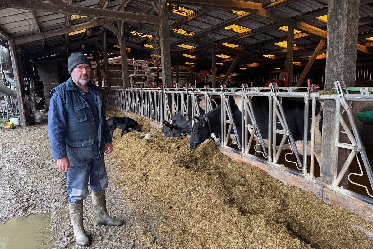 UN éleveur devant la table d'alimentation et des vaches de race Holstein au cornadis en train de consommer leur ration - Illustration La FCO a cassé les pattes du troupeau et le moral de l’éleveur