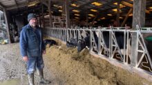 UN éleveur devant la table d'alimentation et des vaches de race Holstein au cornadis en train de consommer leur ration