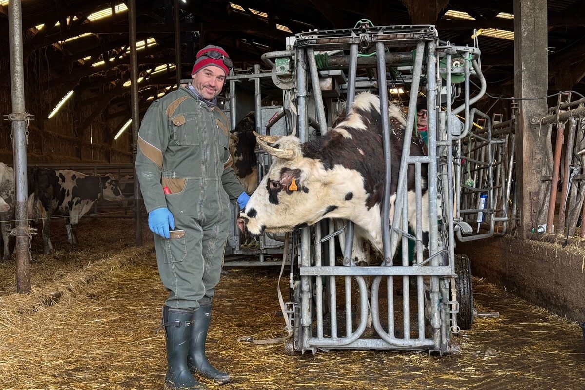 Un homme à côté dune vache de race Normande dans une cage de parage - Illustration Suivi du pareur et pédiluves réguliers font recette