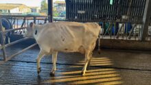 Une vache de race Hlstein à la robe blanche montre un signe de boiterie et a du mal à poser son pied avant gauche.