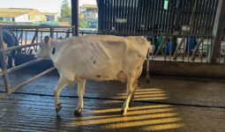 Une vache de race Hlstein à la robe blanche montre un signe de boiterie et a du mal à poser son pied avant gauche.
