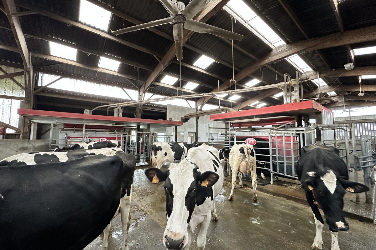 Des vaches dans bâtiment d'élevage devant une robot de traite - Illustration Les robots adoptés grâce au Brexit