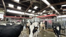 Des vaches dans bâtiment d'élevage devant une robot de traite