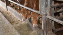 jeunes bovins limousins dans une stabulation