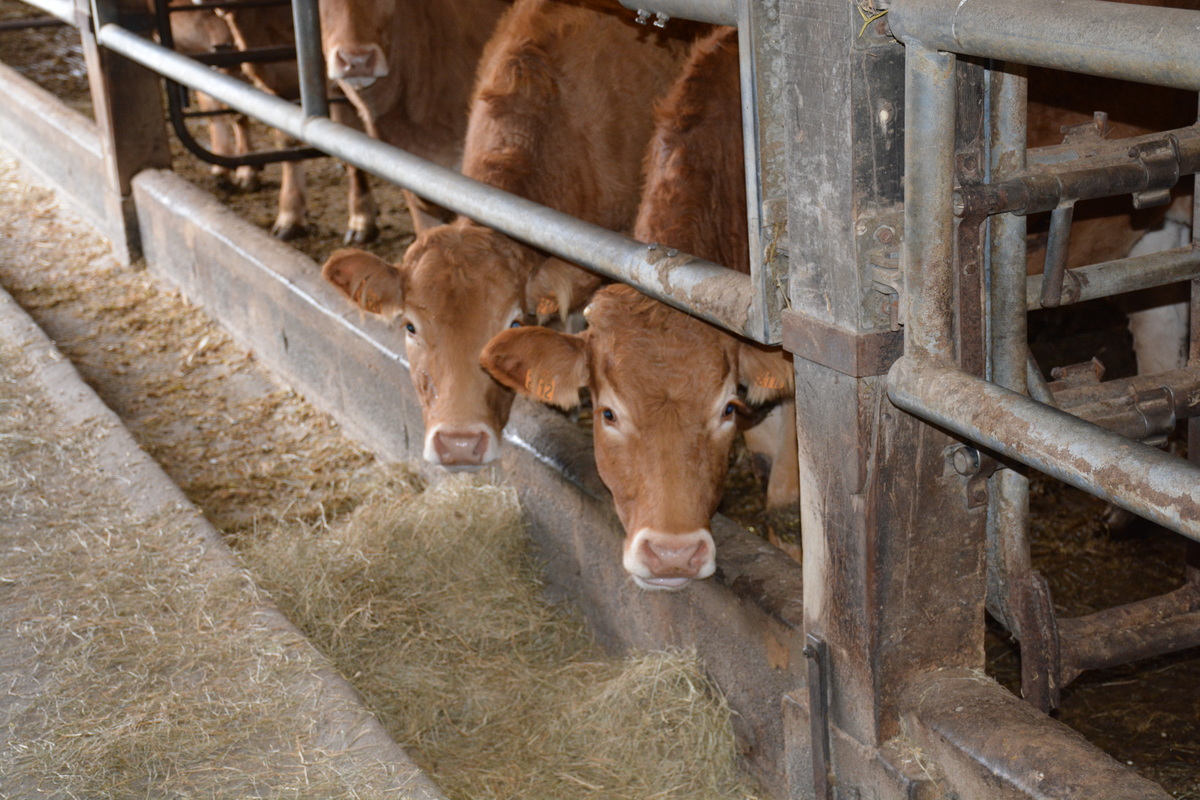 jeunes bovins limousins dans une stabulation - Illustration Jusqu’à 11 000 € d’impact sanitaire sur le revenu en 2025