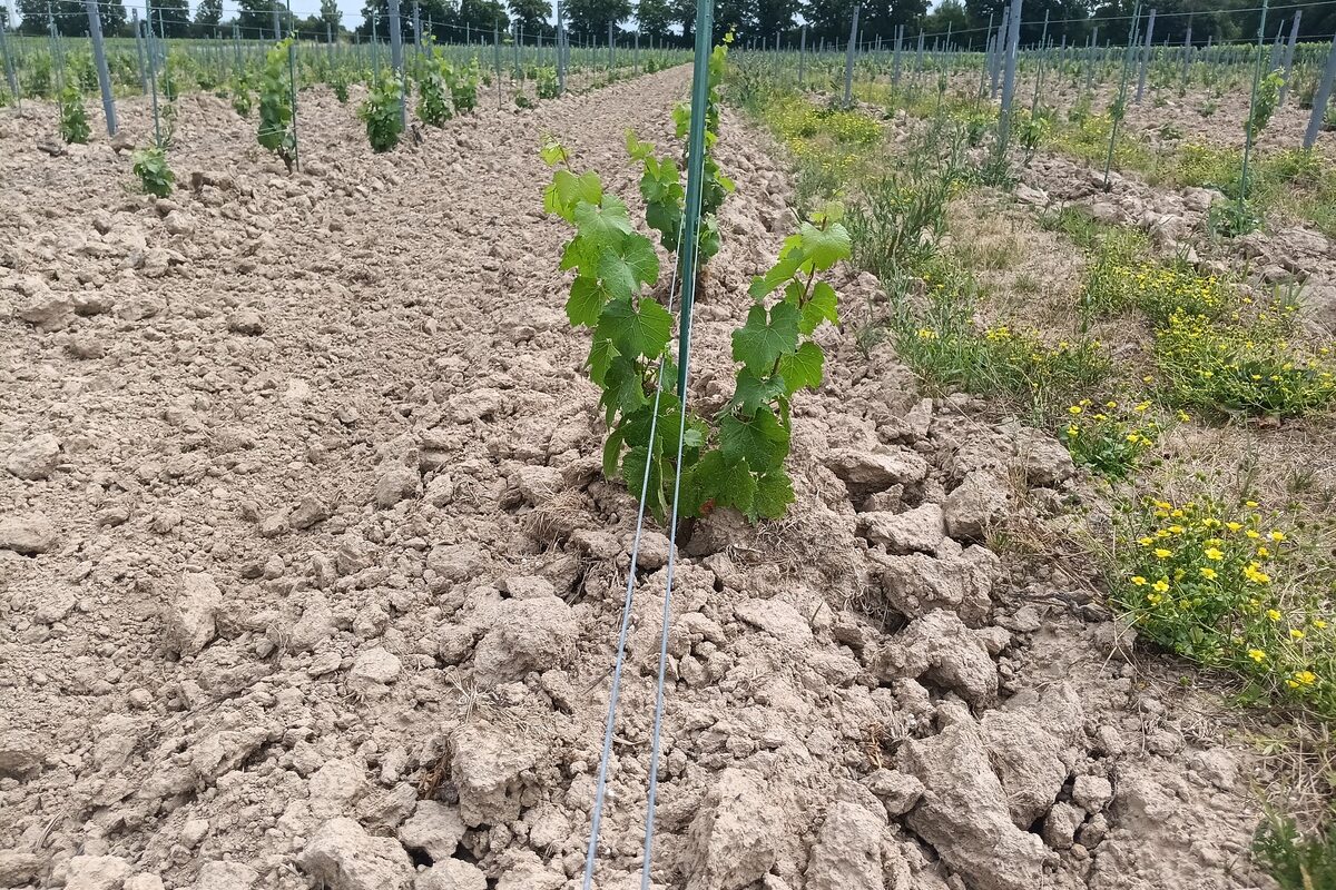 Un champ de vigne - Illustration Formations cultures spécialisées : Le point de départ de la réussite