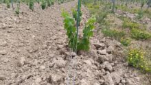 Un champ de vigne