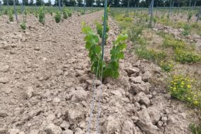 Un champ de vigne