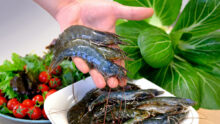 Des gambas présentées dans une main avec une assiette de gambas et une autre de légumes en arrière plan