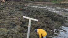 Des personnes en train de ramasser des algues sur une plage