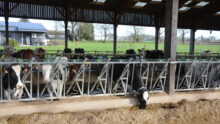 Des vaches au cornadis dans un bâtiment d'élevage bovin